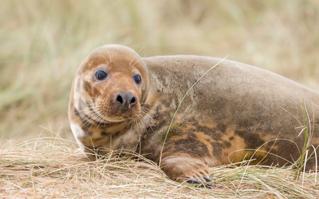 Young female grey seal alone in sand dunes on a beach in winter. Horsey Gap, Norfolk, UKの写真素材