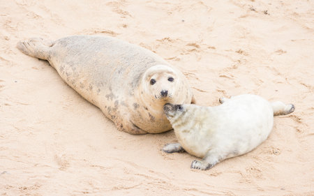 Female grey seal (Halichoerus grypus) nuzzling its pup on a beach in winter. Horsey Gap, Norfolk, UKの写真素材