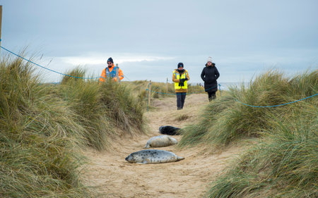 Norfolk, UK - December 14, 2023. People watching grey seal pups in sand dunes in winter. Horsey Gap, Norfolk, UKのeditorial素材