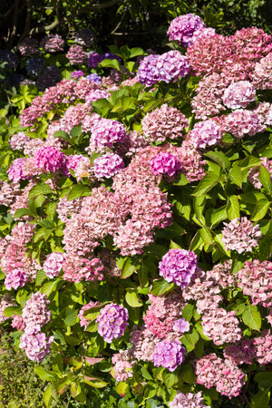 Hydrangea macrophylla plant in autumn with large pink flowers. UK flower gardenの写真素材