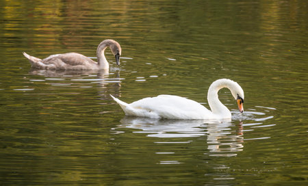 Mute swan (Cygnus olor) with cygnet swimming on the River Nidd, Nidderdale, Yorkshire Dales, North Yorkshire, UKの写真素材