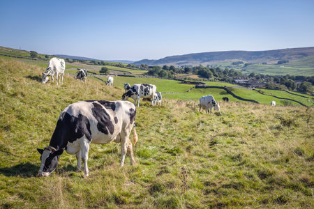Holstein Friesian cows grazing in a field in the Yorkshire Dales. Grassington, Wharfedale, North Yorkshire, UKの写真素材
