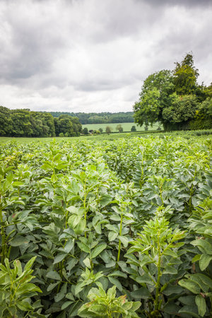 Broad bean plants, crops growing in a field in the Chiltern Hills, Buckinghamshire, UKの写真素材