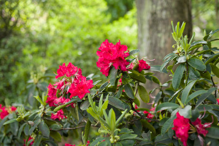 Rhododendron plant growing in a UK woodland garden with red flowersの写真素材