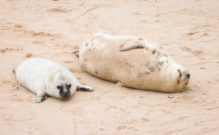 Grey seal (Halichoerus grypus) pup with its mother on a beach in winter. Horsey Gap, Norfolk, UKの写真素材