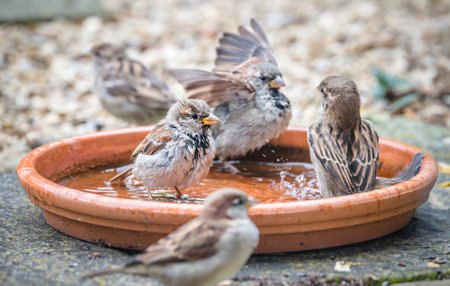 House sparrows (Passer domesticus) bathing in a shallow garden water tray during summer in the UKの写真素材