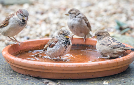 House sparrows (Passer domesticus) bathing in a shallow garden water tray during summer in the UKの写真素材