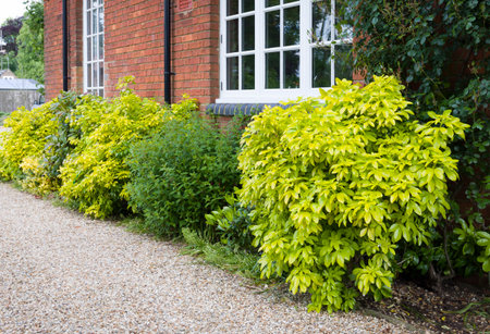 Choisya plants (Mexican orange blossom) in a garden border, English garden in spring, UKの写真素材
