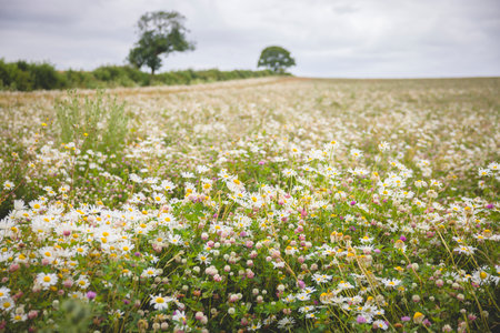 Wildflower meadow filled with oxeye daisies (Leucanthemum vulgare) in Oxfordshire countryside, UKの写真素材