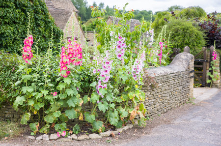 Tall hollyhock flowers in shades of pink and purple growing outside a traditional stone cottage in a picturesque Cotswolds village, Oxfordshire, UKの写真素材