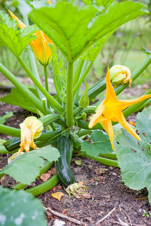 Close-up of courgette (Cucurbita pepo) plant with yellow flowers growing in a UK garden. Ideal for organic gardening and vegetable cultivation.の写真素材