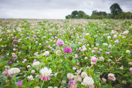Wildflower meadow in Oxfordshire, UK, with red and white clover (Trifolium pratense) in bloomの写真素材