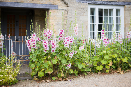 Tall hollyhock flowers in shades of pink and purple growing outside a traditional stone cottage in a picturesque Cotswolds village, Oxfordshire, UKの写真素材