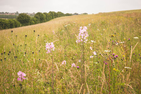 A scenic wildflower meadow in Oxfordshire, UK, with blooming flowers and tall grass in a rolling countryside landscapeの写真素材