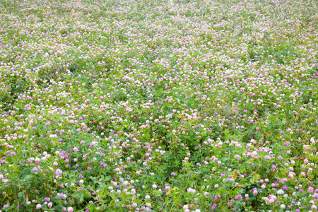 Wildflower meadow in Oxfordshire, UK, with red and white clover (Trifolium pratense) in bloomの写真素材