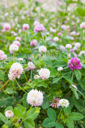 Wildflower meadow in Oxfordshire, UK, with red and white clover (Trifolium pratense) in bloomの写真素材