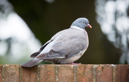 Wood pigeon (Columba palumbus) resting on a brick garden wall in a UK gardenの写真素材
