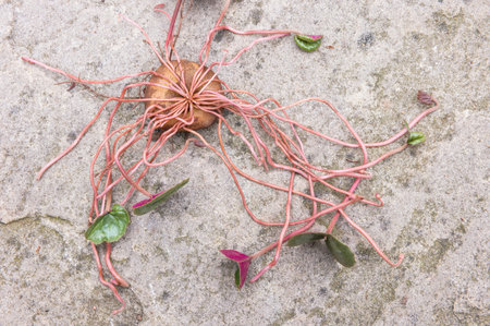 Cyclamen coum, closeup of cyclamen corm (bulb or tuber) with leaves ready to plant in a garden, UKの写真素材