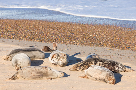 Grey seal colony on a beach. Group of female grey seals (Halichoerus grypus) in winter at Horsey Gap, Norfolk, UKの写真素材