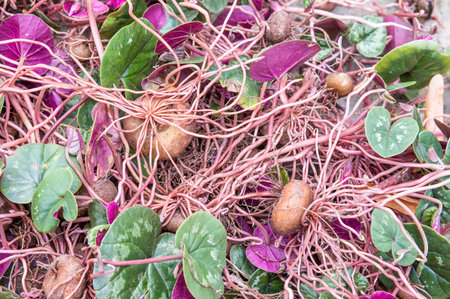 Cyclamen coum, closeup of cyclamen corms (bulbs or tubers) with leaves ready to plant in a garden, UKの写真素材