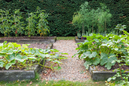 Vegetable garden with oak sleeper raised beds and a gravel path. English vegetable gardening, UKの写真素材