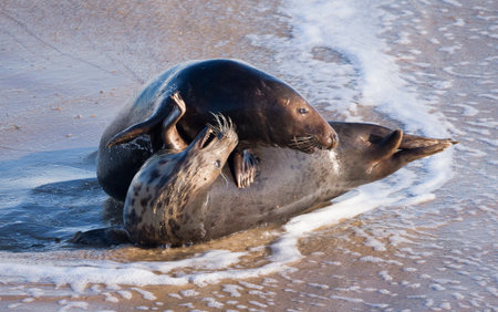 Juvenile male and female grey seals (Halichoerus grypus) play fighting in the surf in winter at Horsey Gap, Norfolk, UKの写真素材