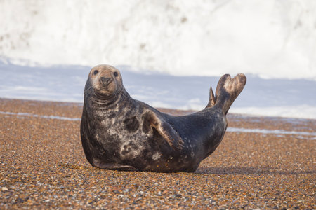 Male grey seal lying on the beach with waves crashing in the background. Blakeney Point, Norfolk, UKの写真素材