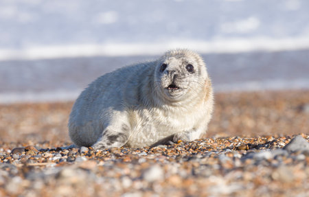 Grey seal pup (Halichoerus grypus) with a happy expression on a beach in winter. Seal spotting on Norfolk coast, UKの写真素材