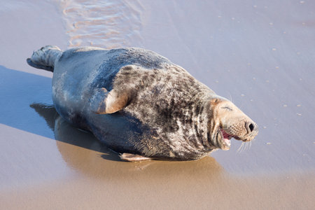Adult male grey seal with a smiling expression on a sandy beach in sunlight. Horsey Gap, Norfolk, UKの写真素材
