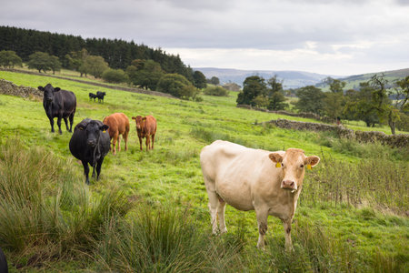 Herd of cows in a field on a hill in Nidderdale, Yorkshire Dales. North Yorkshire, UK