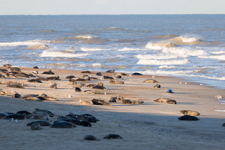 Grey seal colony on a beach. Group of female grey seals (Halichoerus grypus) in winter at Horsey Gap, Norfolk, UKの写真素材