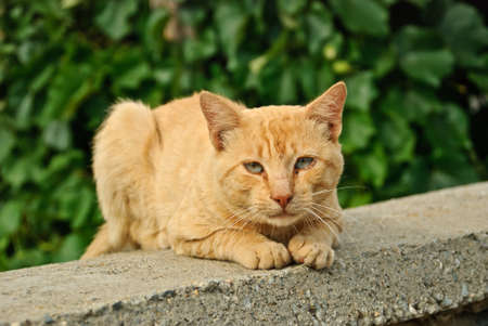 Quiet cat on the wallの写真素材
