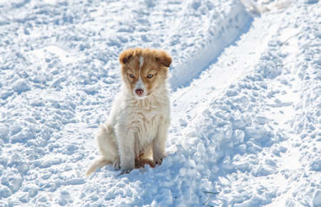 Cute  puppy in the snowの写真素材
