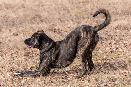 Half bred  brindle boxer  with red anti ticks collar on a neck playing