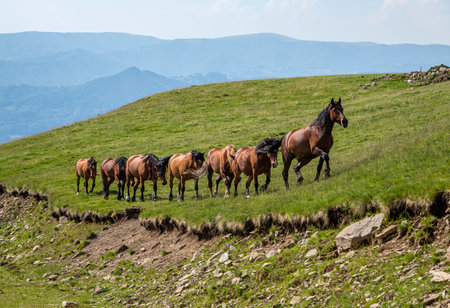 Free horses in the Parang Mountains, Romaniaの写真素材