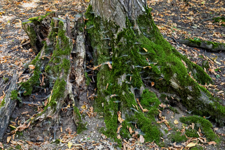 Image of the Hoia Baciu forest, one of the most haunted forest in the world in  Cluj-Napoca, Transylvania, Romaniaのeditorial素材