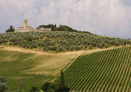 Neat rows of vines in a Tuscan vineyard with olive trees and a church in the backgroundの写真素材