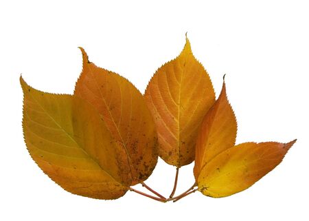 Five autumn leaves on a white background