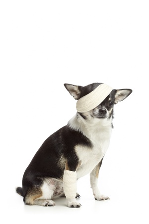 Injured chihuahua dog with bandages on white backgroundの写真素材