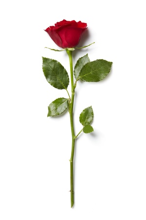 Red rose border on white backgroundの写真素材