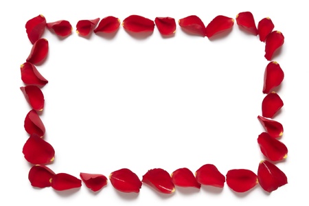 Red rose petal rectangle border on white backgroundの写真素材