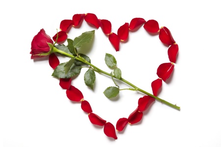 Red rose petals in heart shape with rose on white backgroundの写真素材