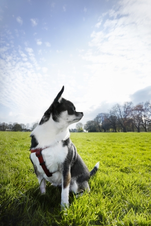 Chihuahua sitting in field looking pensive with copy spaceの写真素材