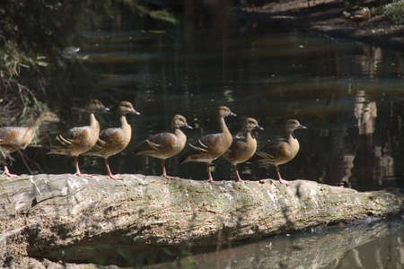 a line of ducks on top of logの写真素材