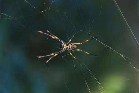 a spider on web in treeの写真素材