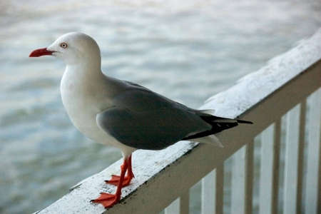 a seagull perched on railingの写真素材