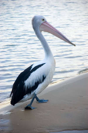 a pelican on beachの写真素材