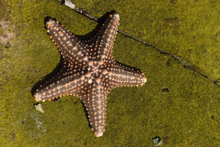 a brown starfishの写真素材