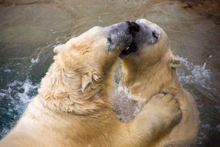 two polar bears fighting on surface of waterの写真素材