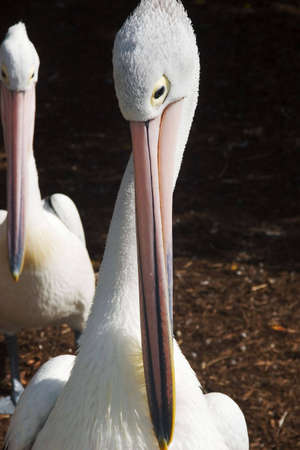 a couple of pelican's face'sの写真素材